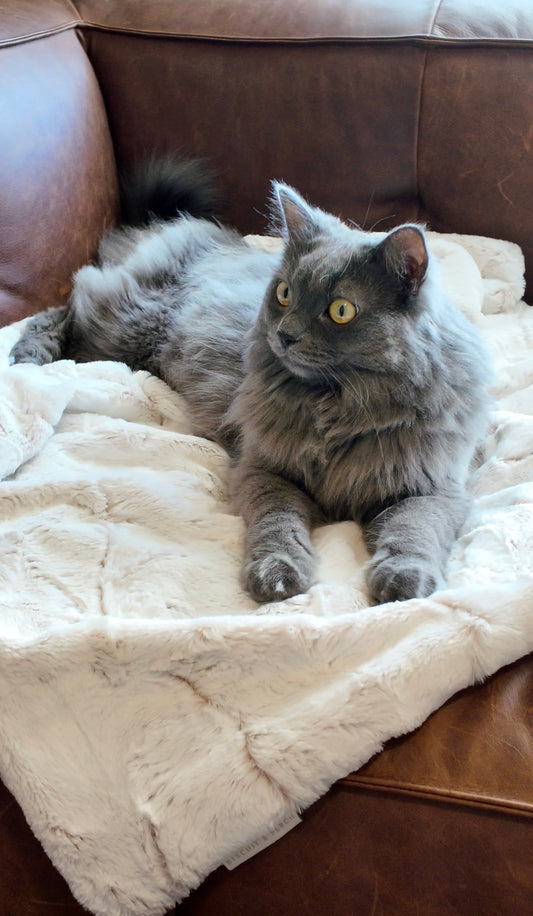 Gray cat lounging on the Oat Milk cat blanket